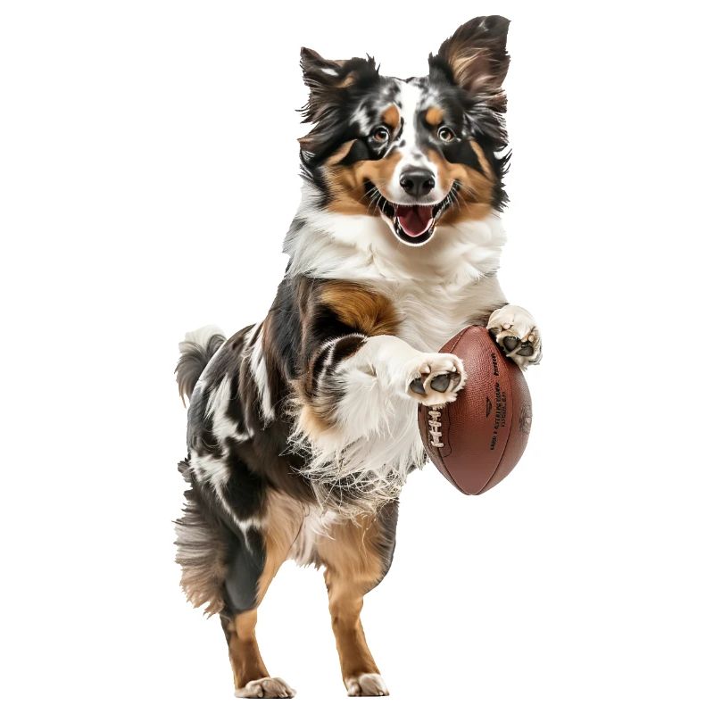 Australischer Schäferhund