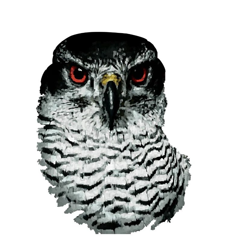 Greifvogel-01