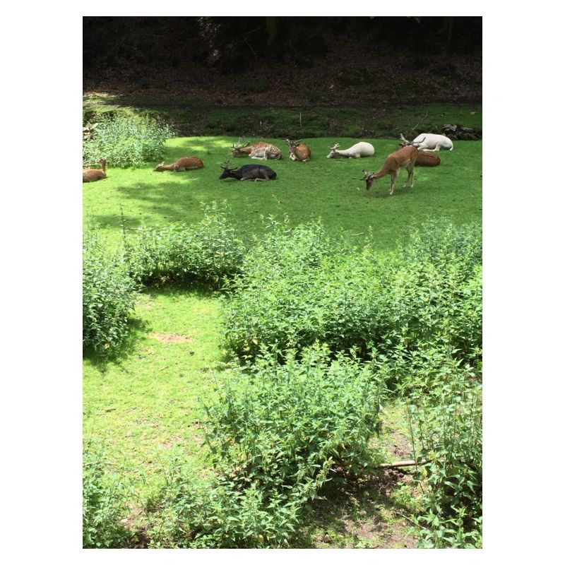 Faune