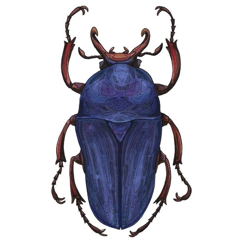 Big Beetle Stag - cerf géant