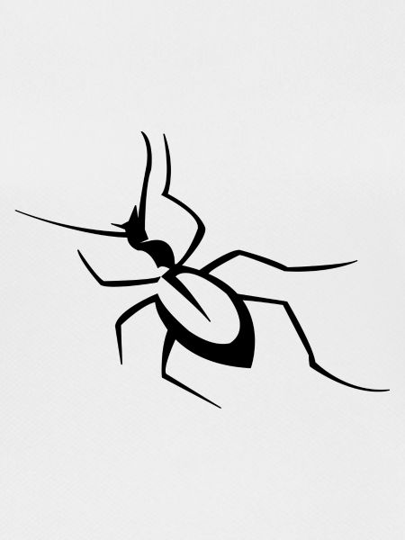 Insect