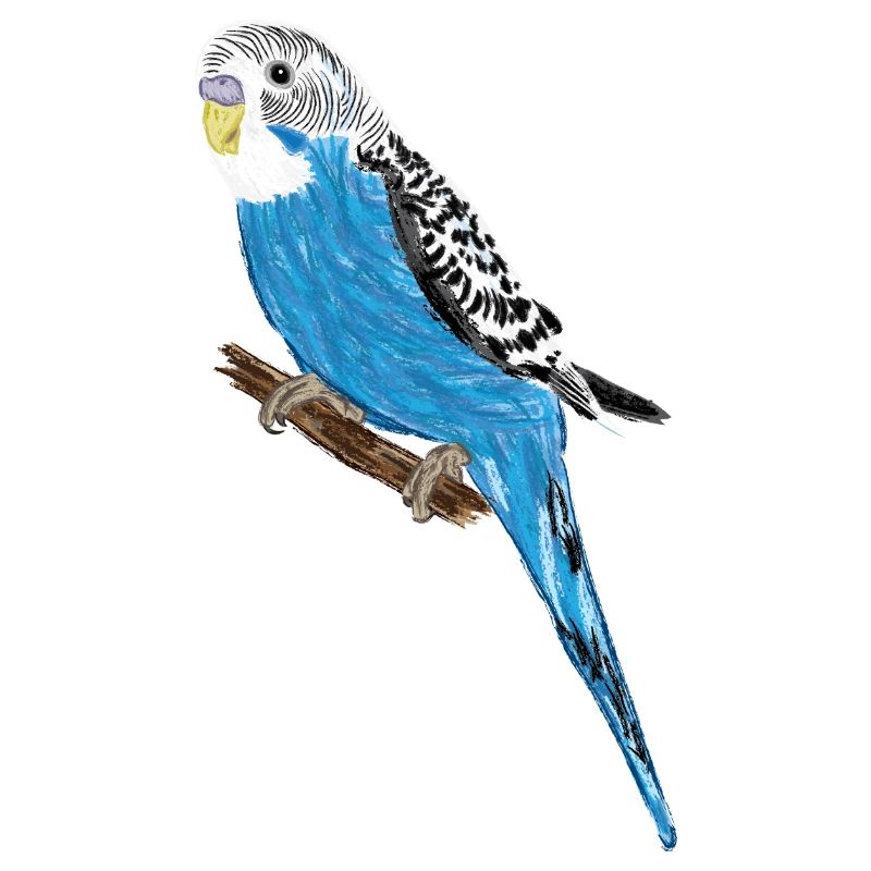 Perruche bleue / Blue Budgie III