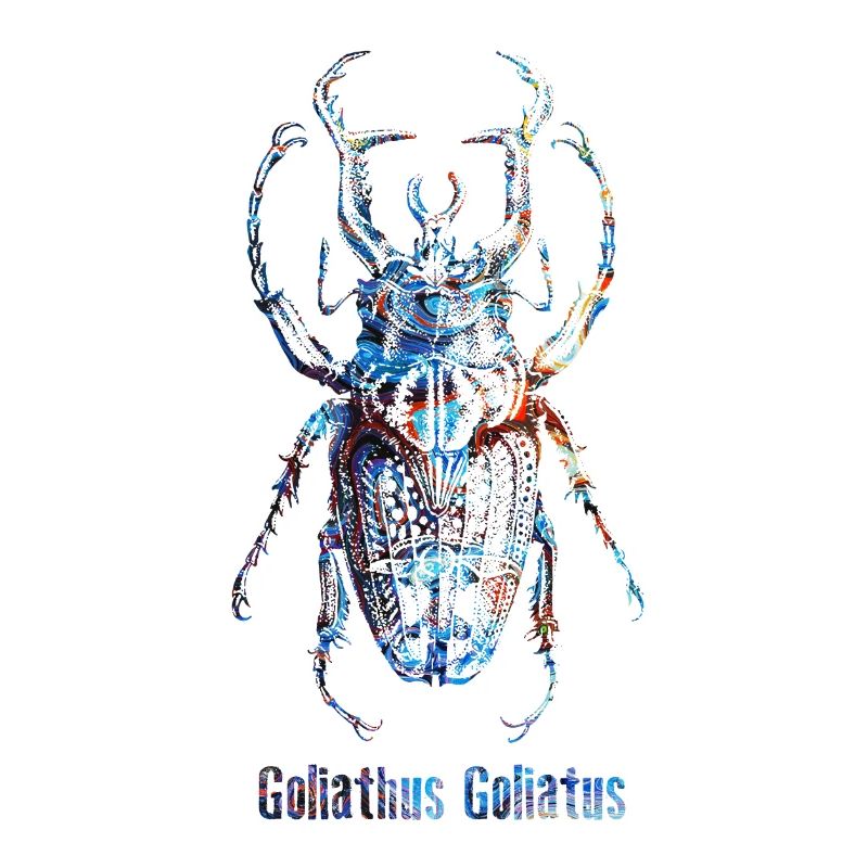 Scarab Goliathus Goliatus