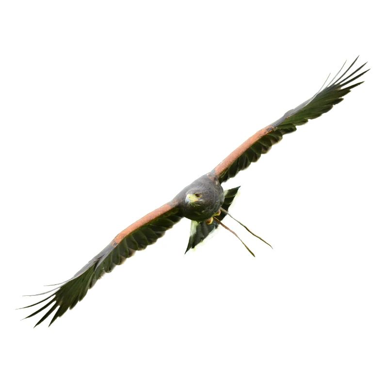 Harris Hawk - Desert Hawk approaching