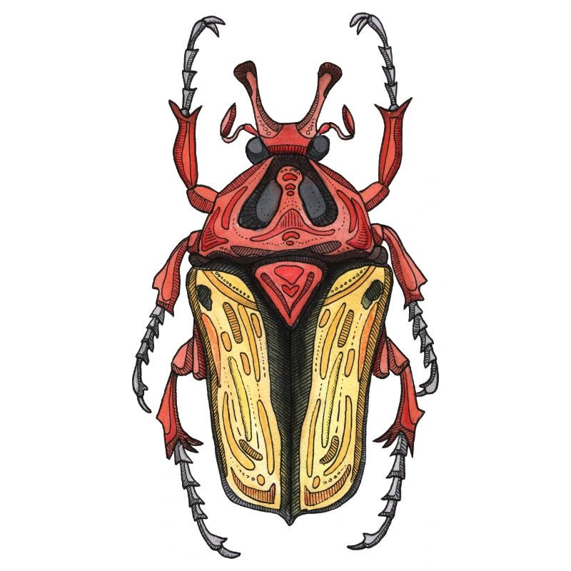 Big Beetle Stag - cerf géant