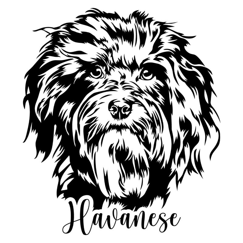 Havanese Hunde Portrait Hund Wilsigns