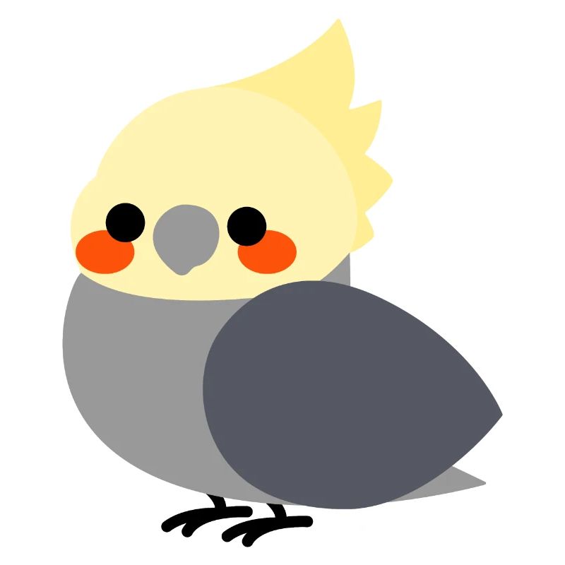 Calopsitte gris
