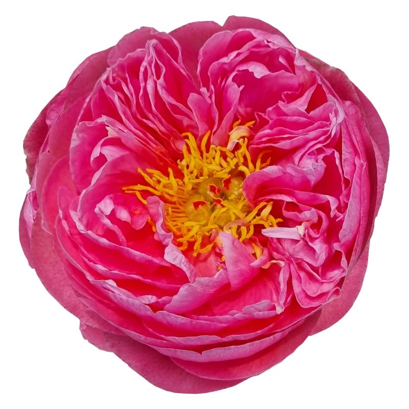 fleur rose fleur fleur fleur unique fleur rêve