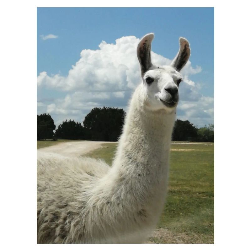 lama, alpaka, alpaka liebe, geschenk