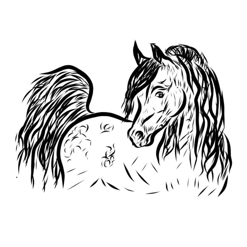 Cheval arabe