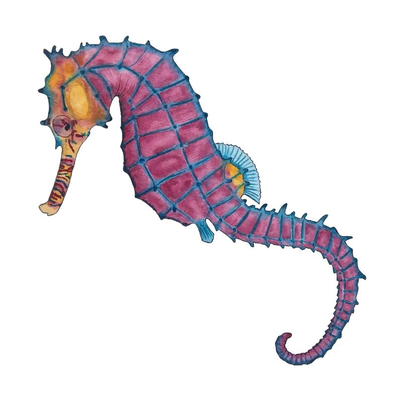 Seepferdchen Seepferd