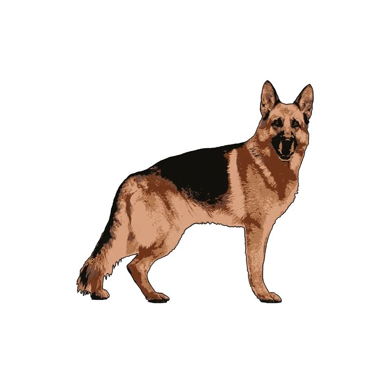 Deutscher Schäferhund