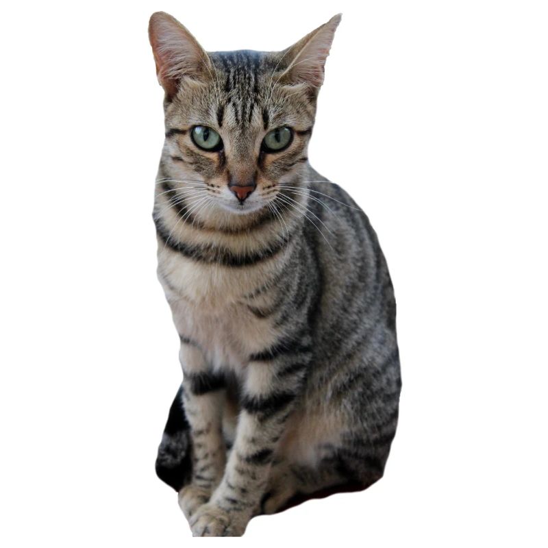 Chat chat chaton doux