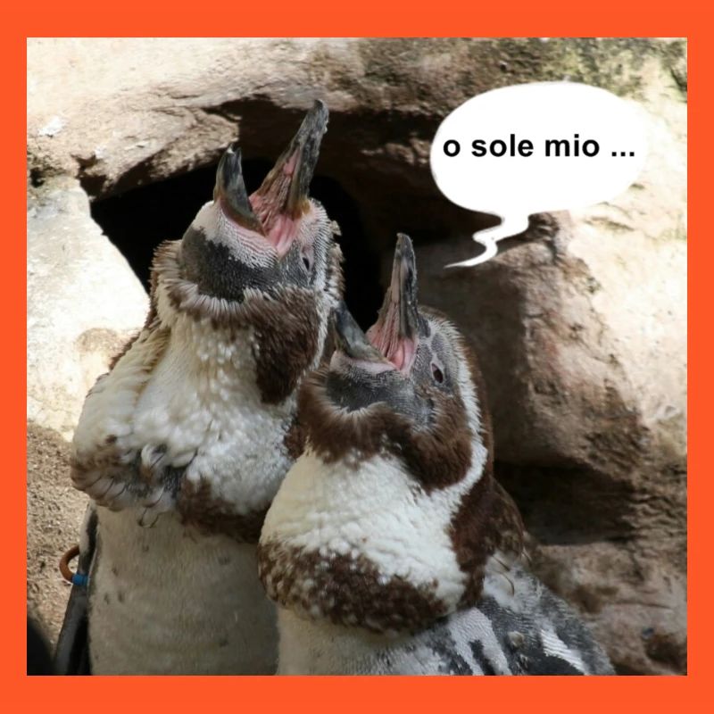 Pinguine