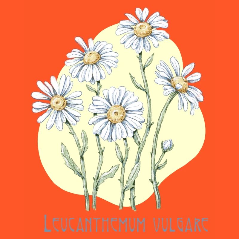 Jastrun proper botanical drawing