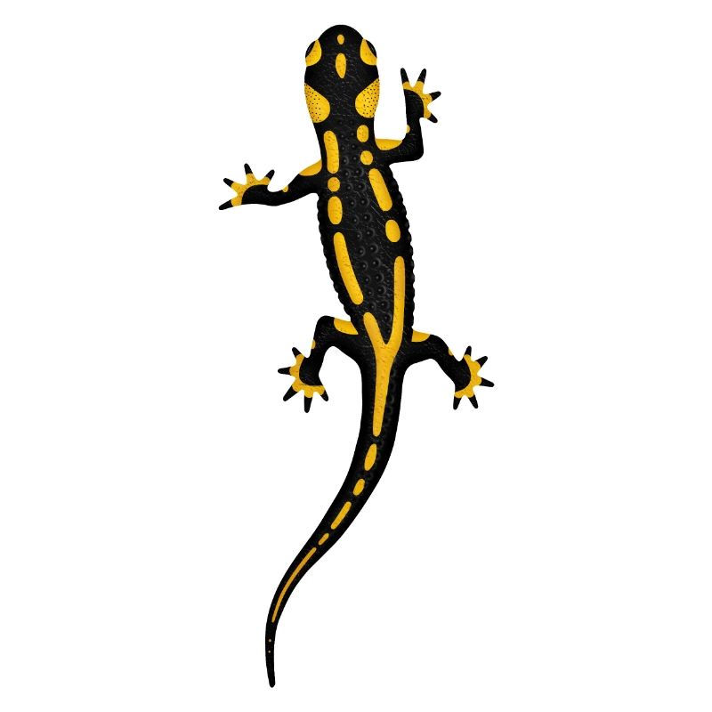 Fire salamander