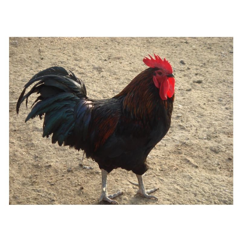 Rooster with black feathers