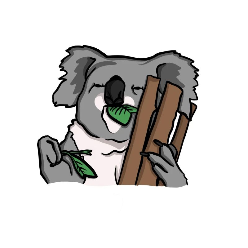 Koala eats