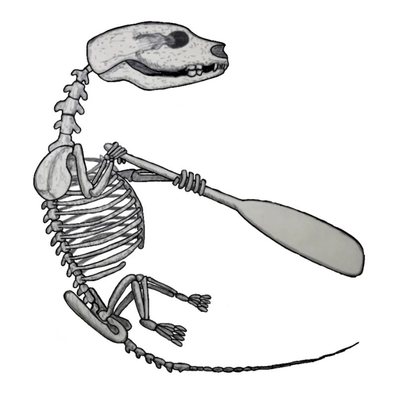 Skeleton Quentin