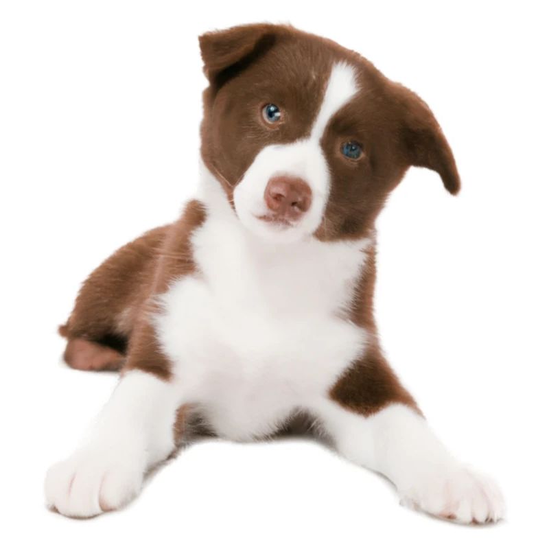 Cucciolo