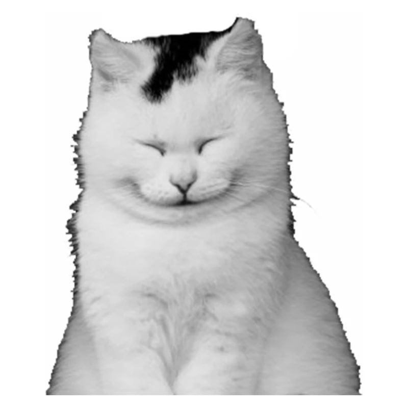 White kitten laughs