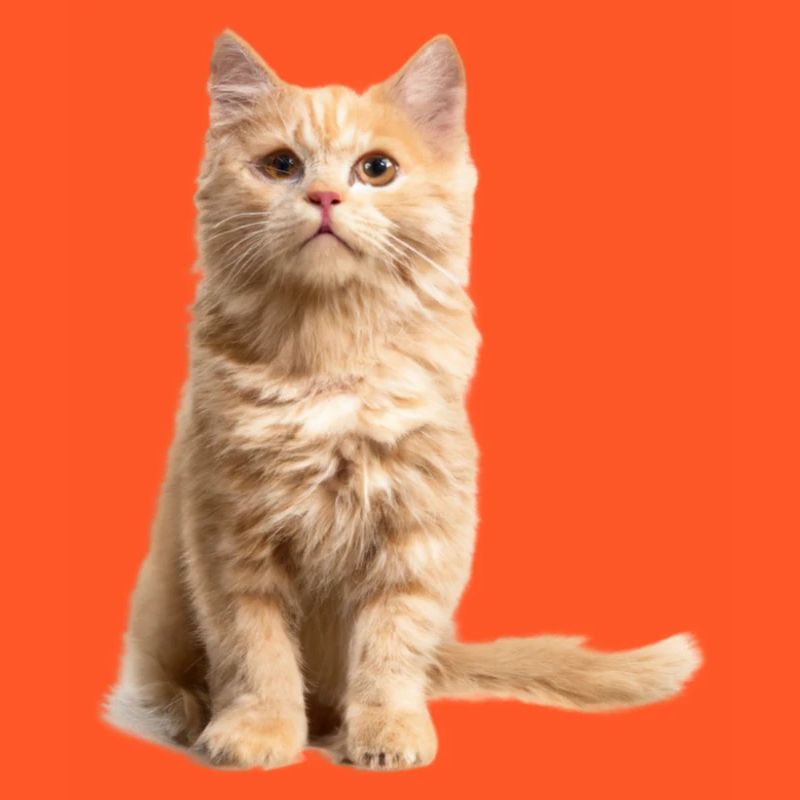 Chat roux