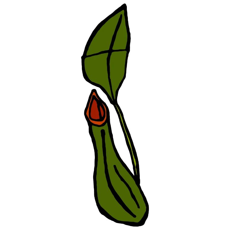 Plante carnivore
