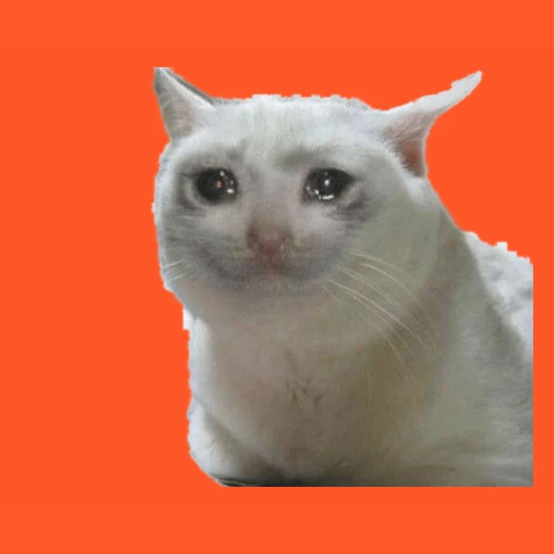 Meme cat