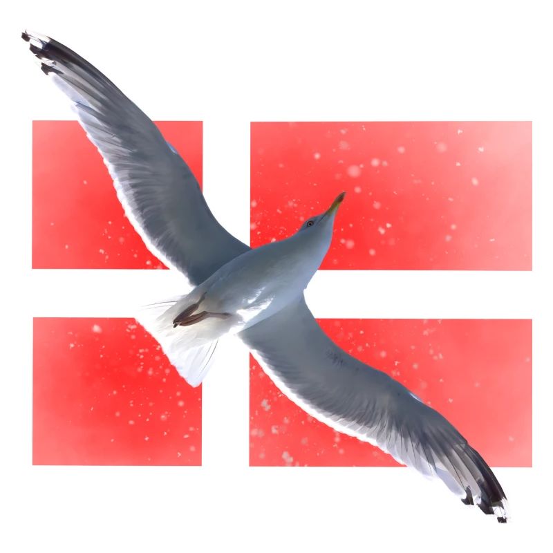 Dänemark Möwe Danmark