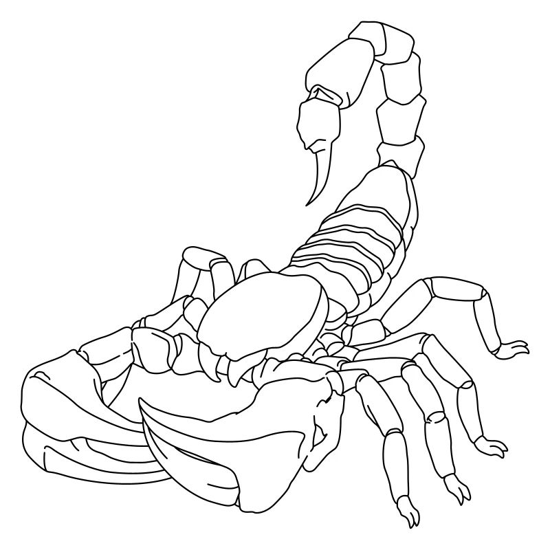 Scorpion lines