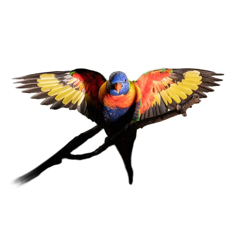 Australian rainbow parrot before flight