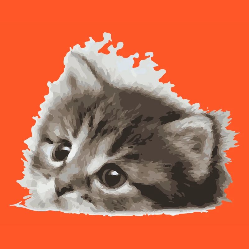 Bébé chat