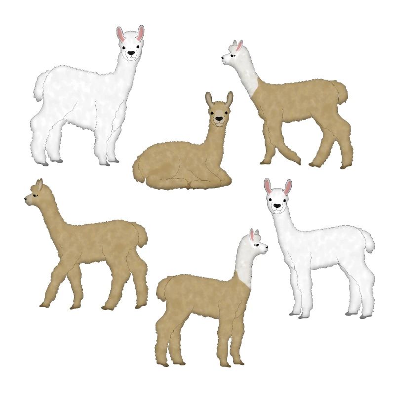 Alpaca selection