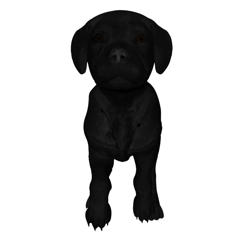 Chiot Labrador
