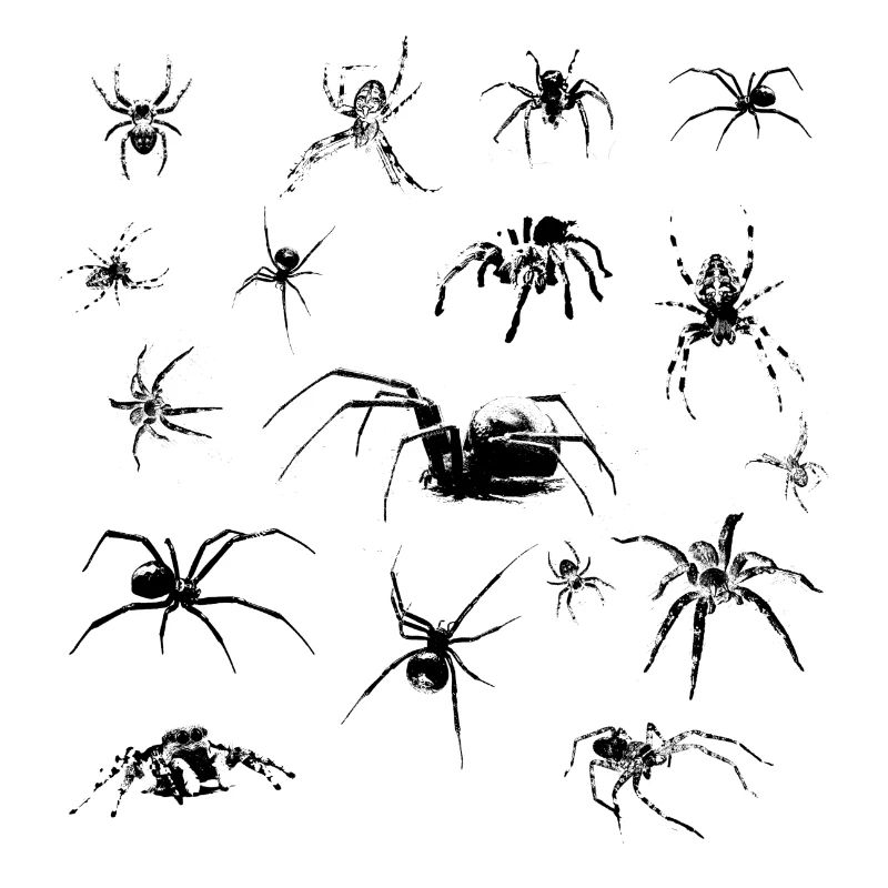Araignées