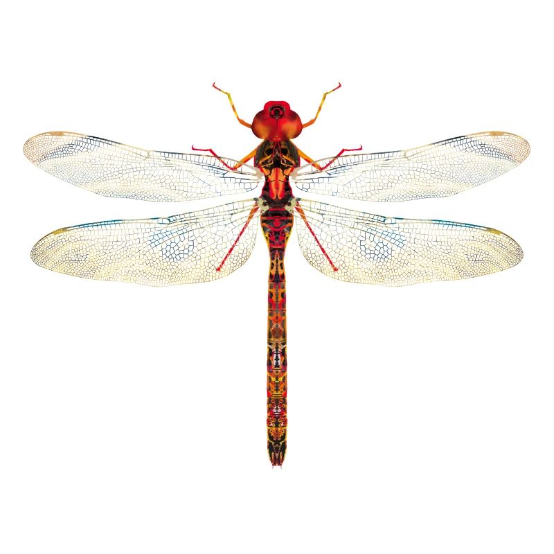 Libellule colorée