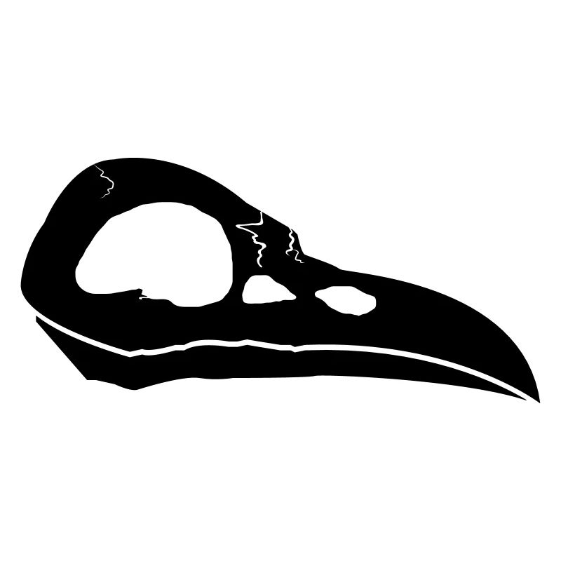 Crâne de corbeau | Crow Skull