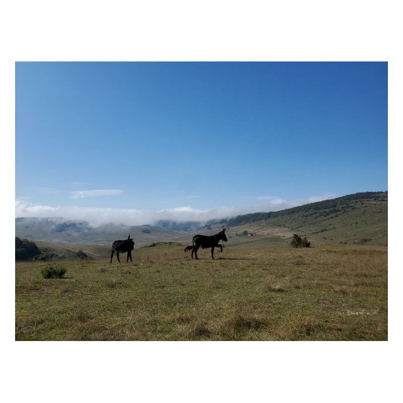 Donkeys, Mountains, Meadows