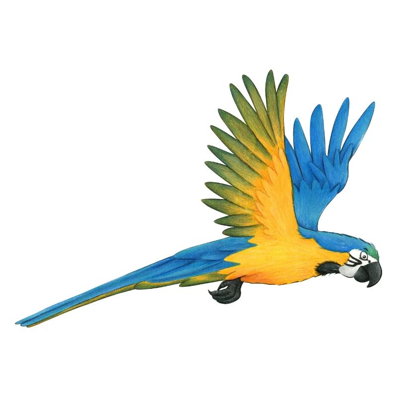 Macaw Parrot