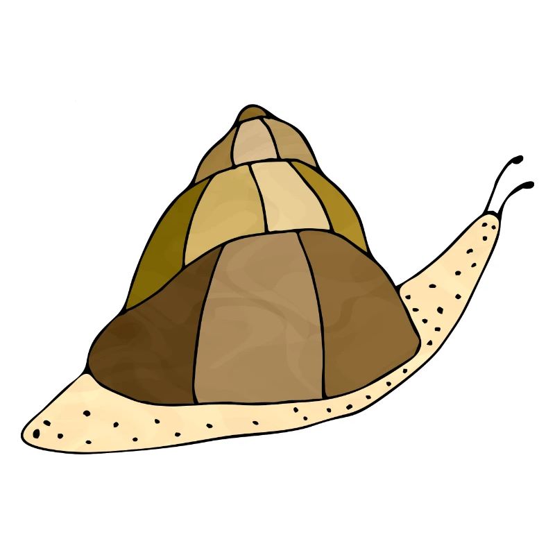 Snail