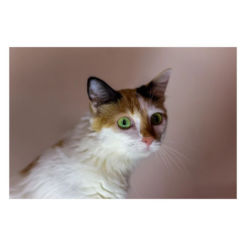 le chat au doux regard