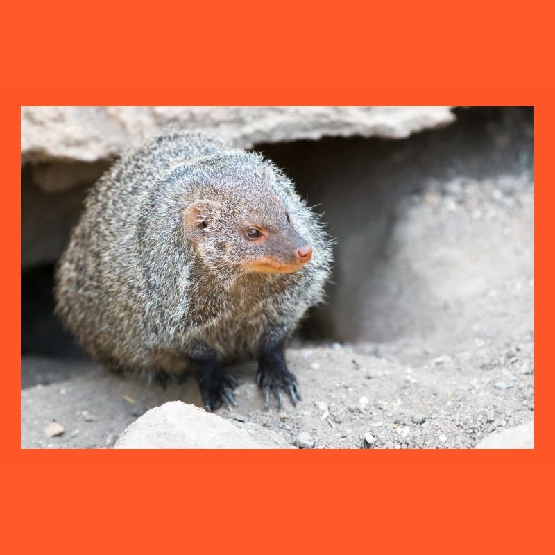 Gebänderte Manguste oder Zebramanguste