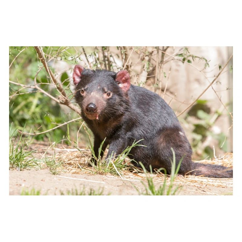 Tasmanian Devil (in german Beutelteufel)