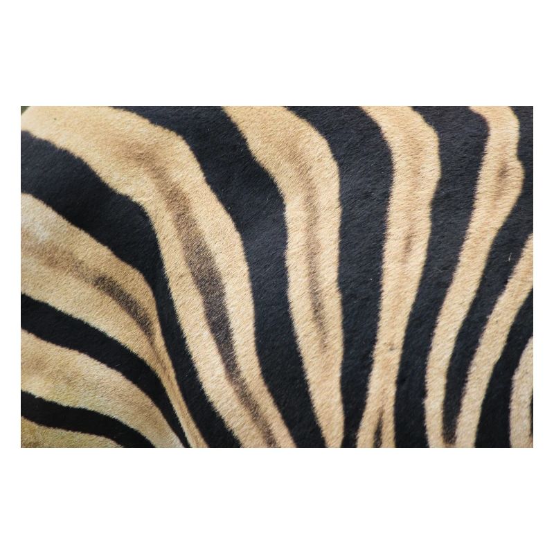 Zebra (auf Deutsch Zebra oder Zebras) Hippotigris