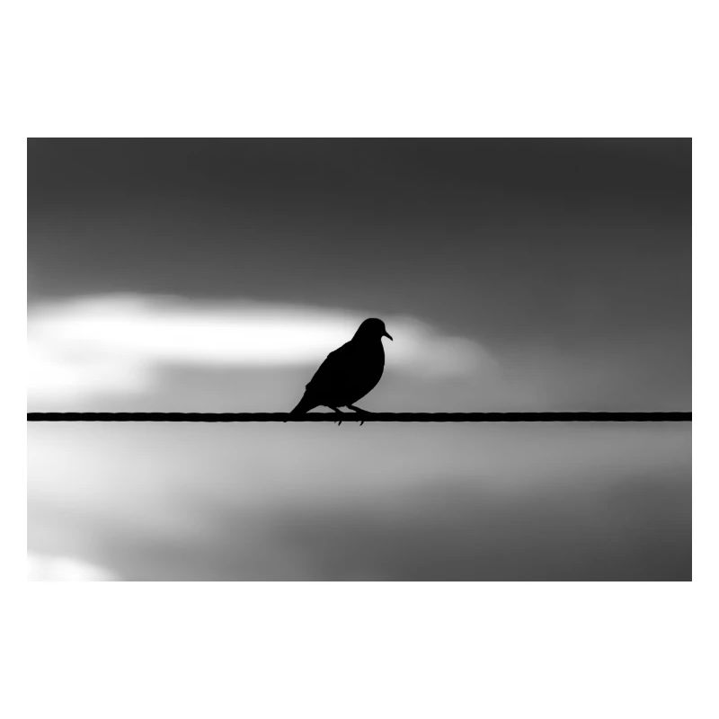 pigeon