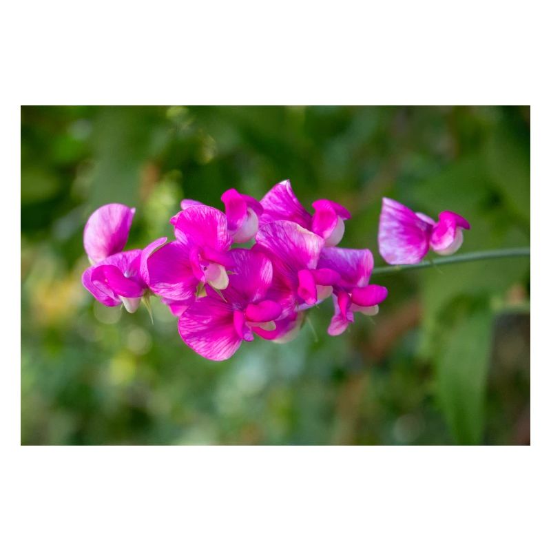 pois vivace éternel Lathyrus latifolius
