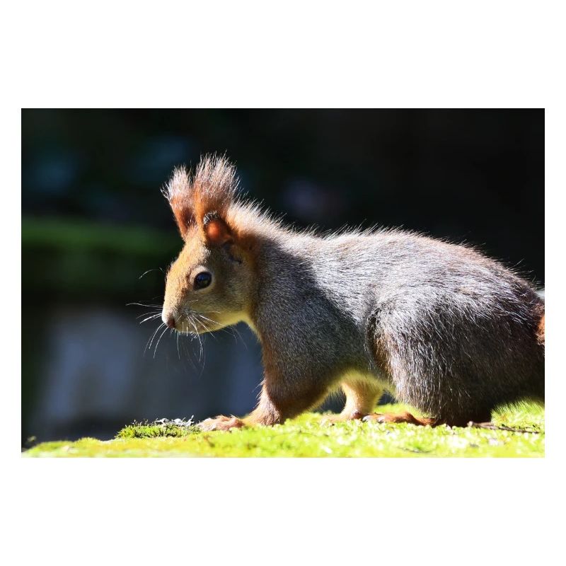 Eichhörnchen, Isibat