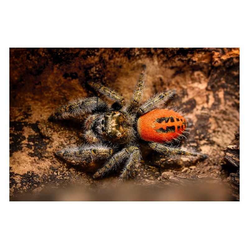 Araignée sauteuse Phidippus texanus araignée sauteuse