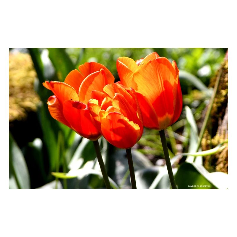 Flames in the Springtime Sun
