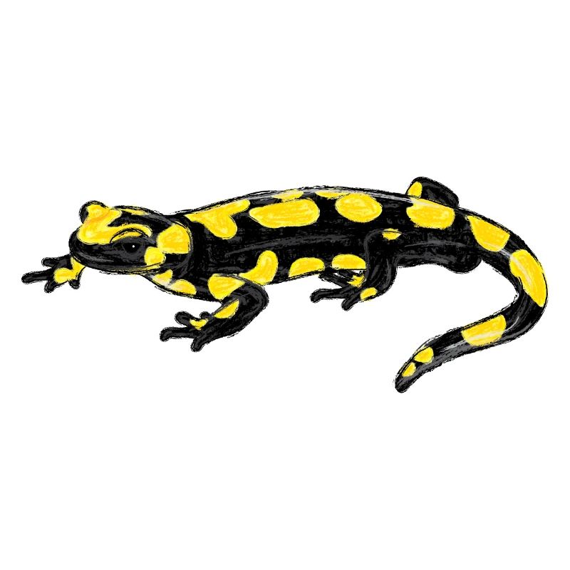 Fire Salamander I